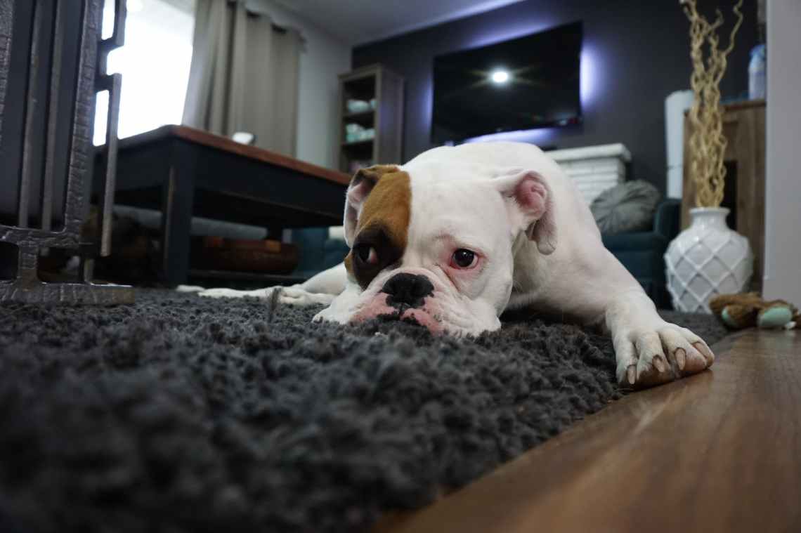 white and tan english bulldog lying on black rug